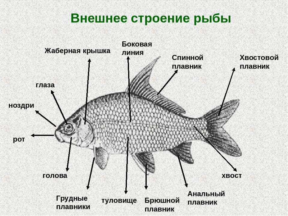 Какой тип питания характерен для щуки обыкновенной изображенной на рисунке обоснуйте свой ответ