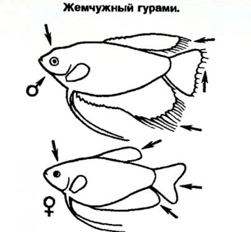 Как отличить самца. Гурами жемчужный самец и самка. Жемчужный гурами самка. Гурами жемчужный самец и самка отличие. Жемчужная гурами самец и самка различие.