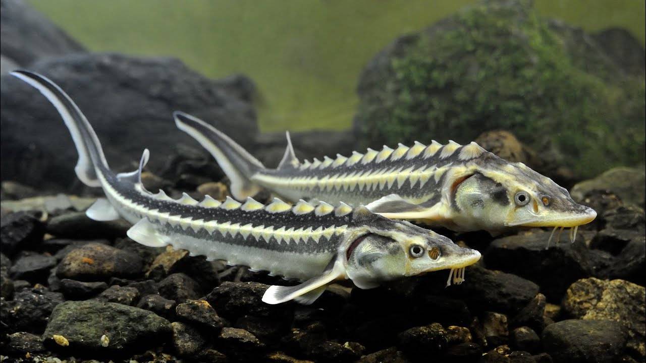 Рыба «Севрюга» фото и описание