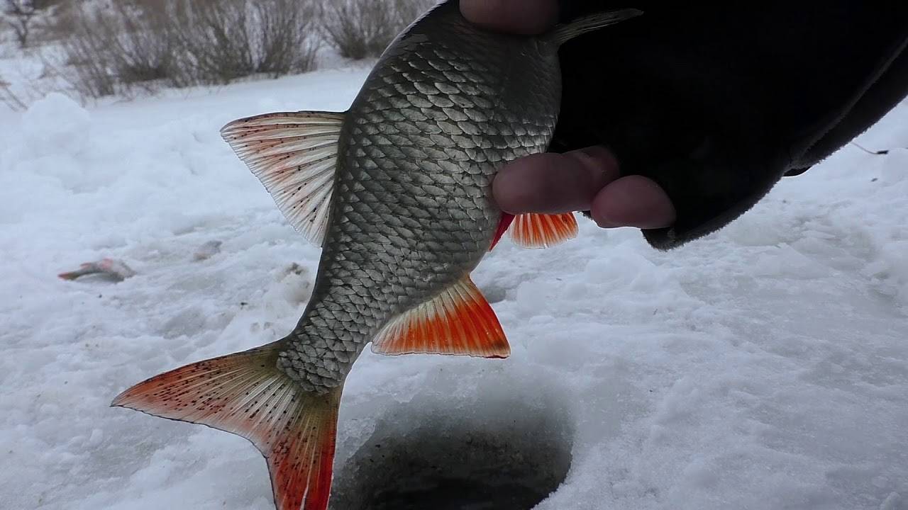 Рыбалка в глухозимье – поведение рыбы и как её ловить