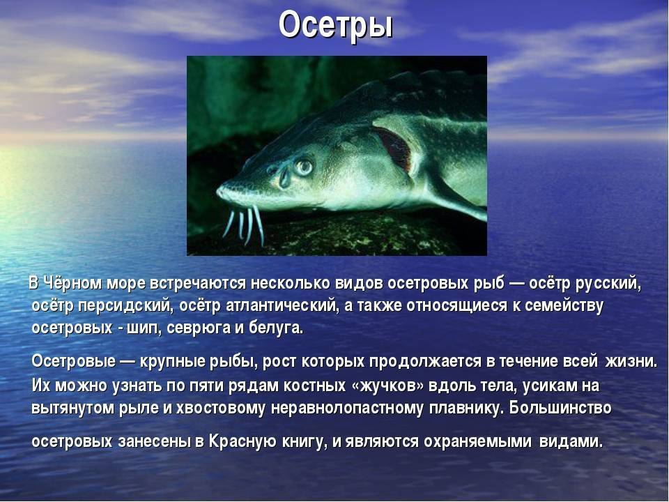 Осетровые рыбы. семейство осетровых рыб. виды осетровых рыб :: syl.ru