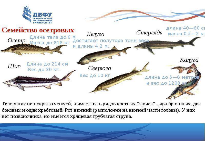 Осетр: описание рыбы, среда обитания, чем питается в природе