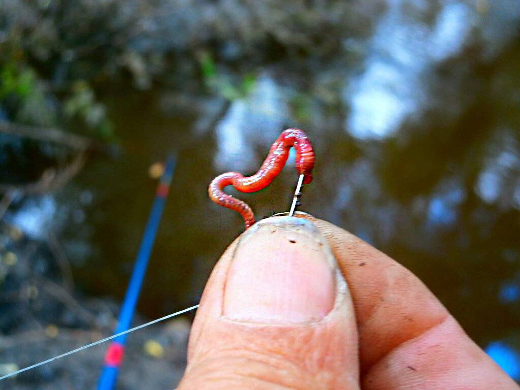 Подготовка червя или как приготовить червей для рыбалки