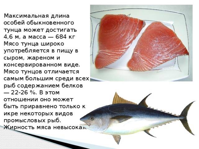 Рыба тунец: описание, виды, польза и вред, рецепт, фото