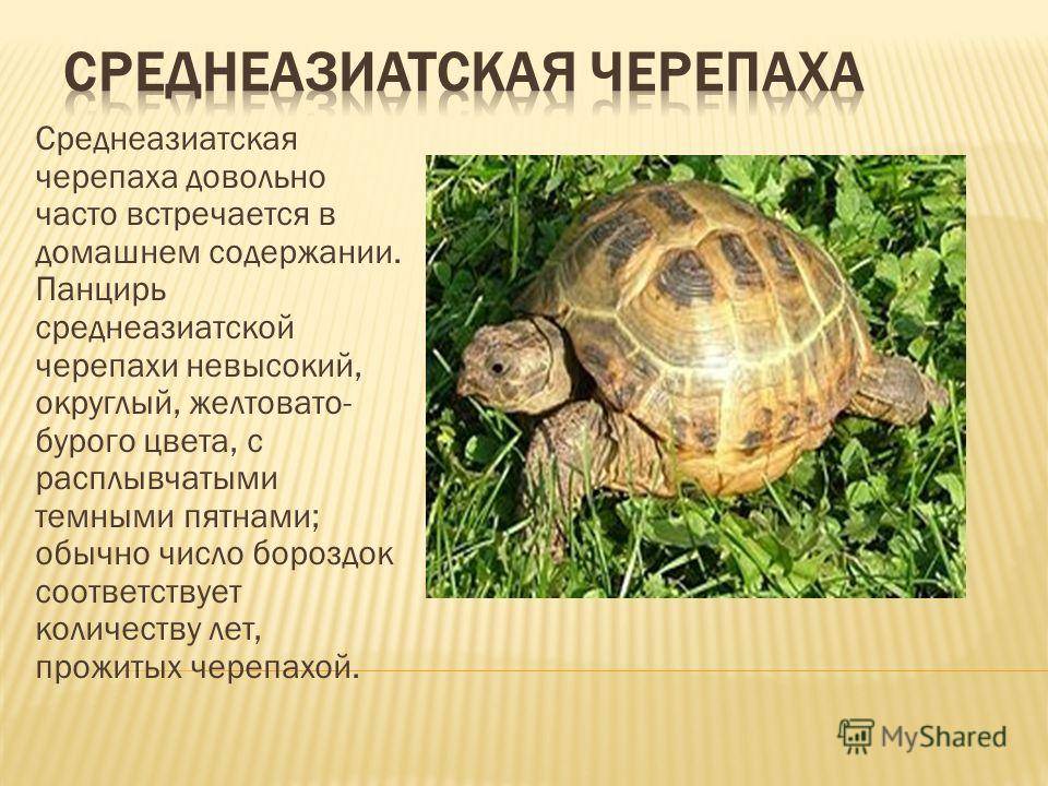 Доклад о черепахе. Среднеазиатская сухопутная черепаха. Среднеазиатская черепаха Сухопутные черепахи. Проект Среднеазиатская сухопутная черепаха. Среднеазиатская Степная черепаха.