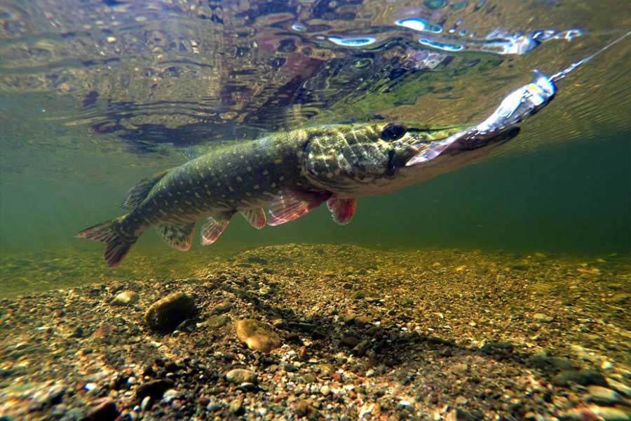 Фото щуки в воде