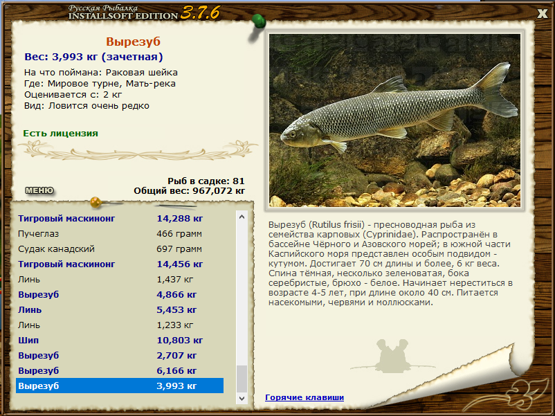 Рыба вырезуб: описание и особенности ловли