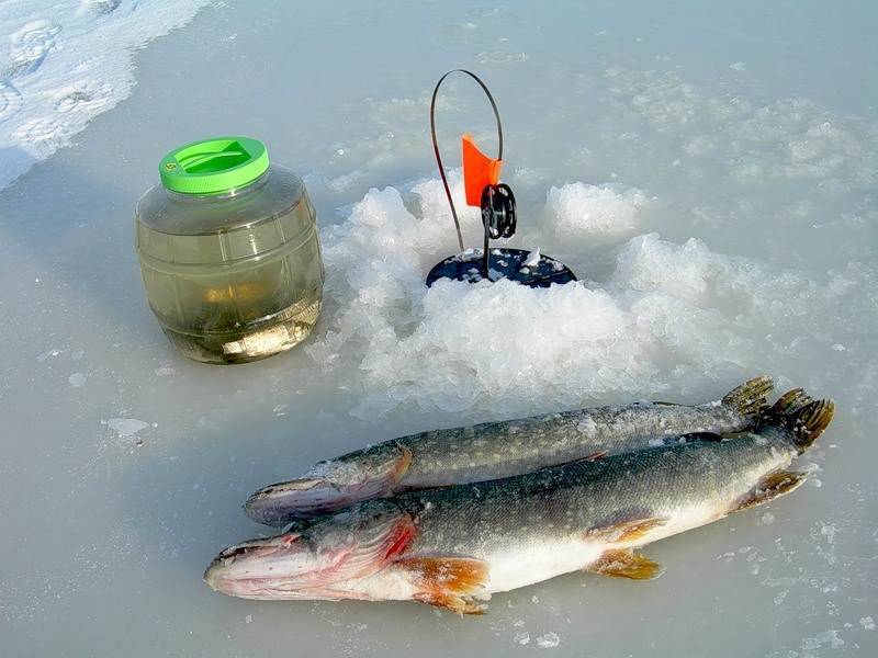 Тактика рыбалки на щуку с берега и лодки весной, летом, осенью и зимой