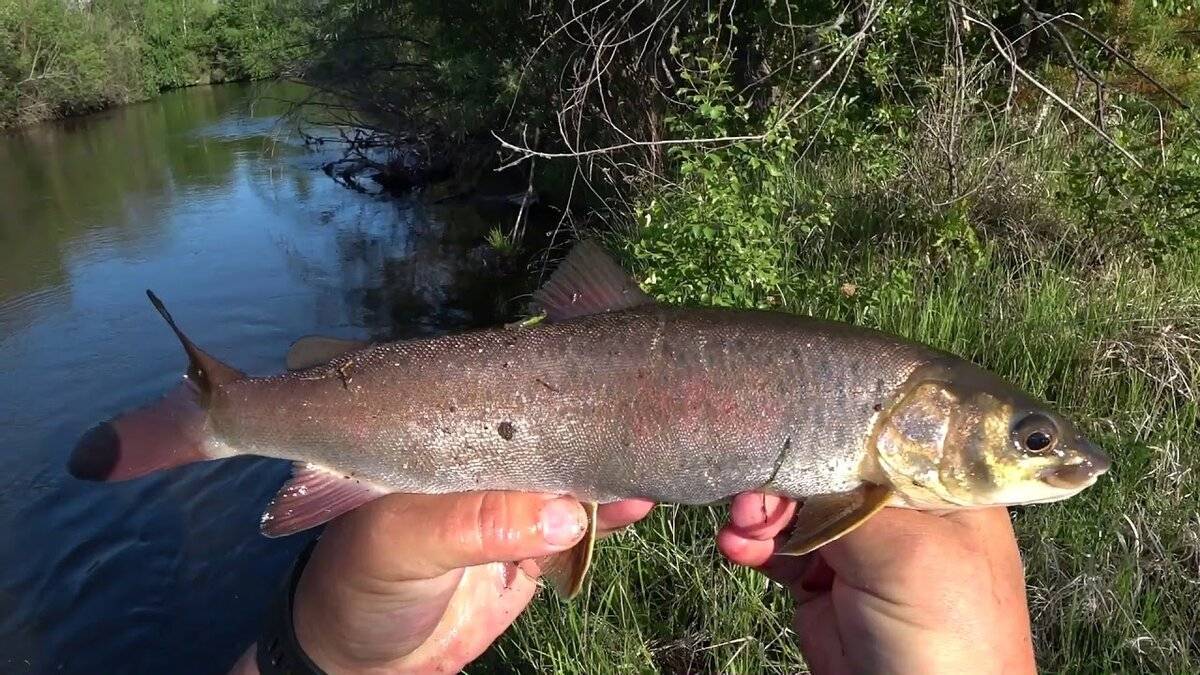 Мифы и реалии дальневосточного лосося и его родственников - читайте на сatcher.fish