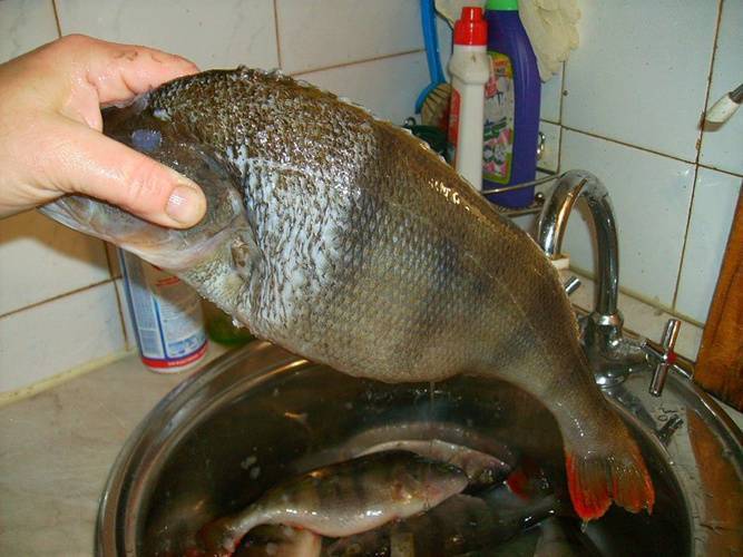 Firstfisher.ru – интернет-журнал о рыбалке и рыболовах.  как быстро почистить окуня?