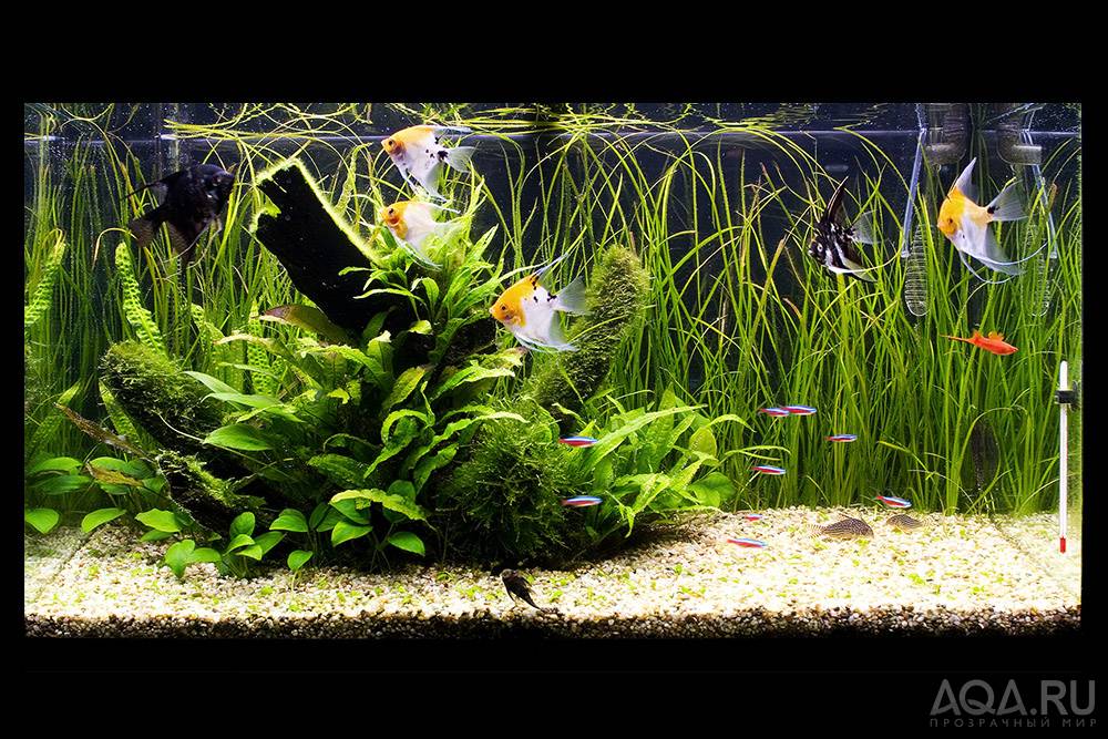 Аквариумные растения для начинающих
аквариумные растения для начинающих