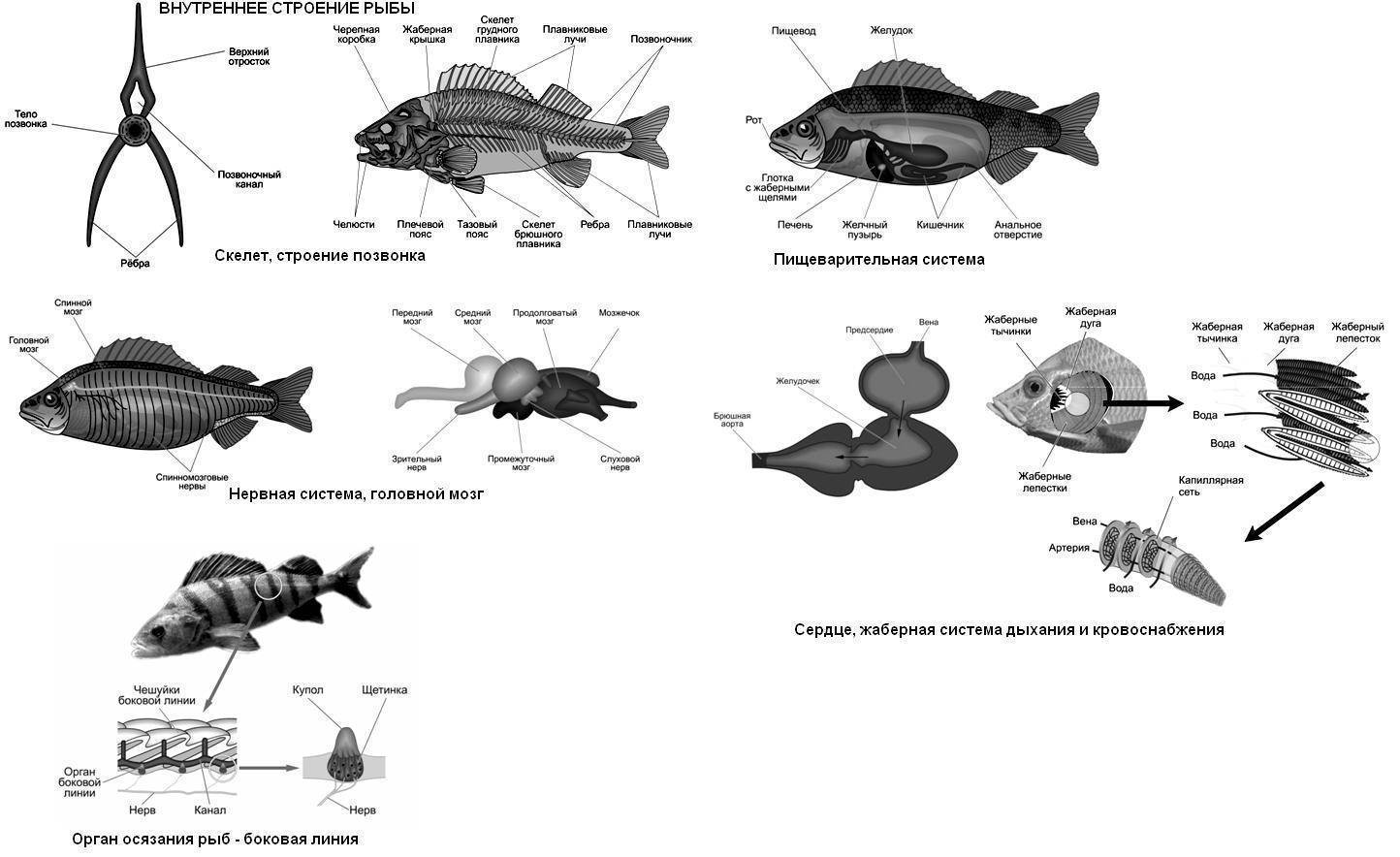 Органы чувств у рыб. рассказ о жизни рыб
