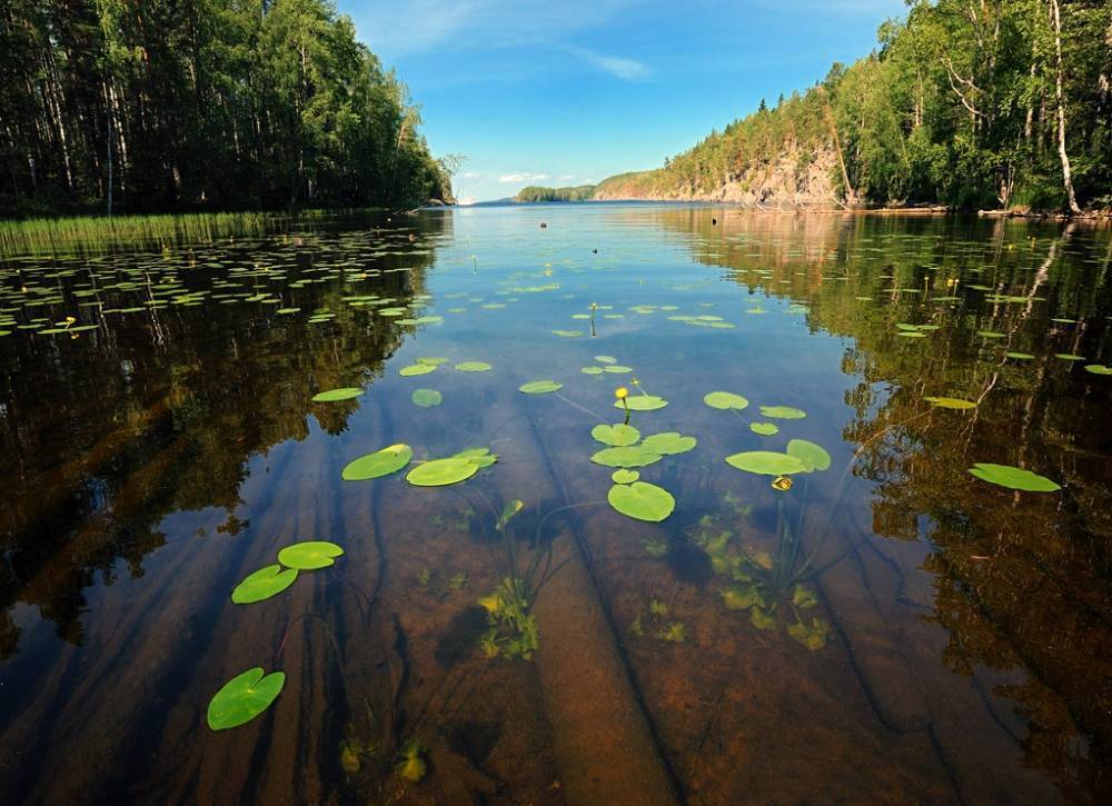 Берегом чистой реки. Тиберкуль кувшинки. Онежское озеро вода. Чистые пруды озеро. Асиланлампи озеро Карелия.