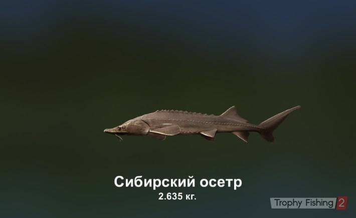 Осетровые виды рыб с названиями и фото, список самых популярных