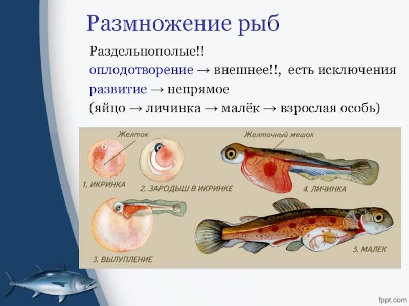 § 33. особенности размножения рыб