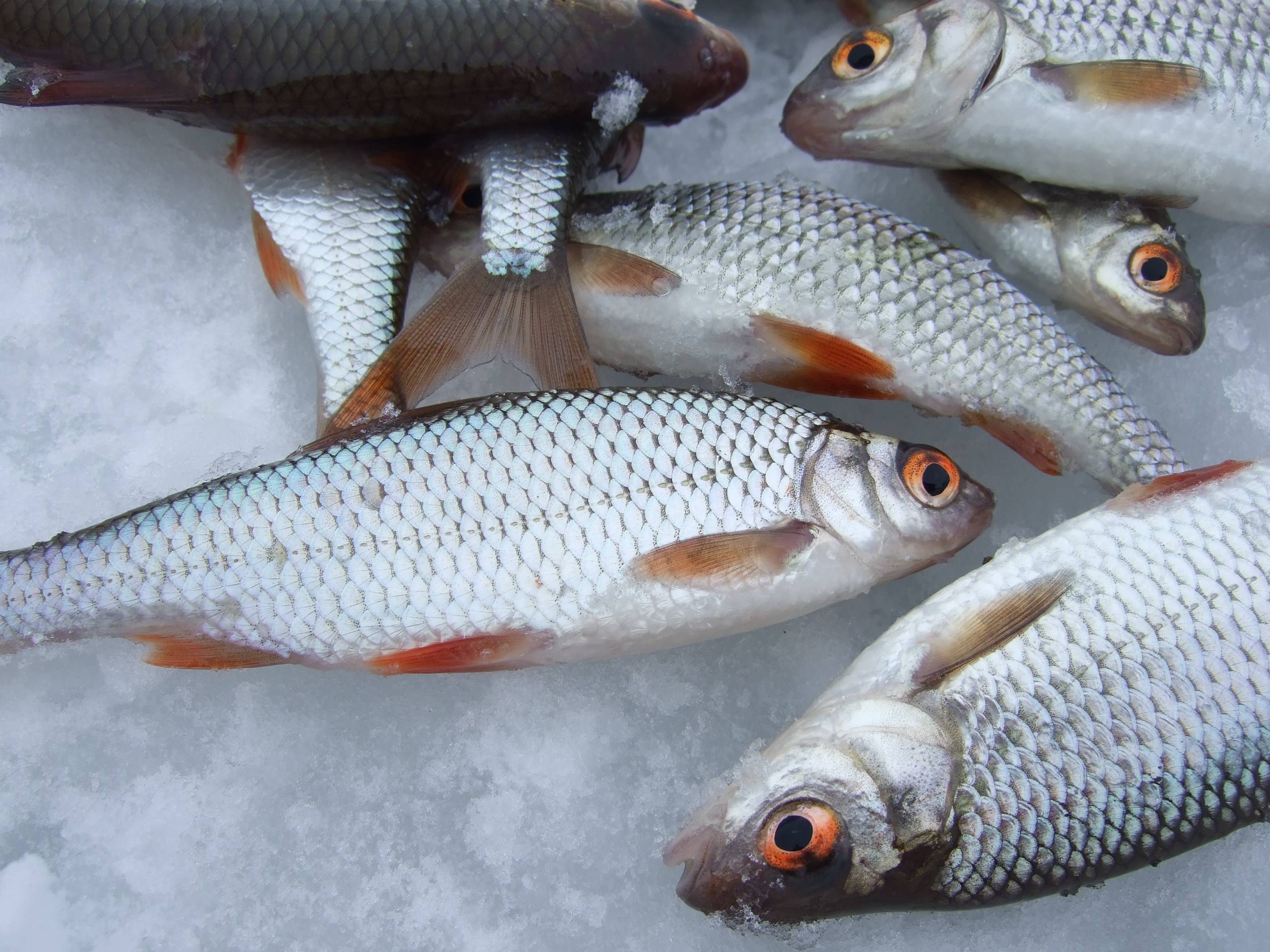 Плотва: характеристика, описание и значение рыбы