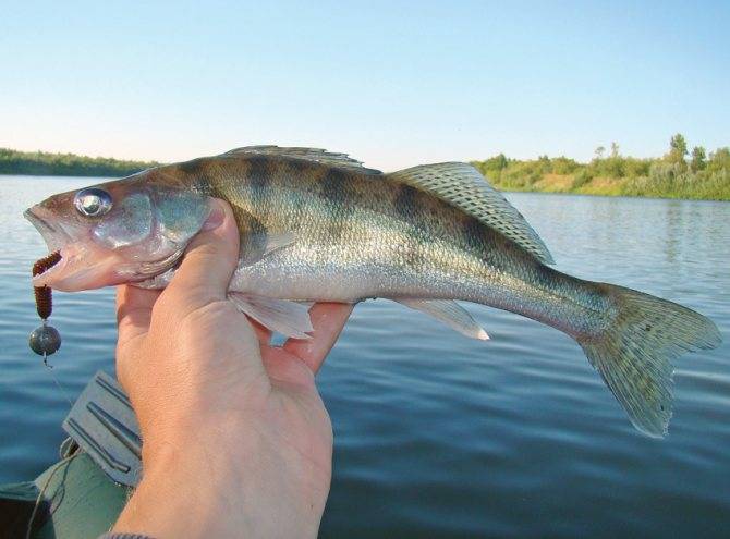 Рыбалка в мордовии: топ рейтинг уловистых мест