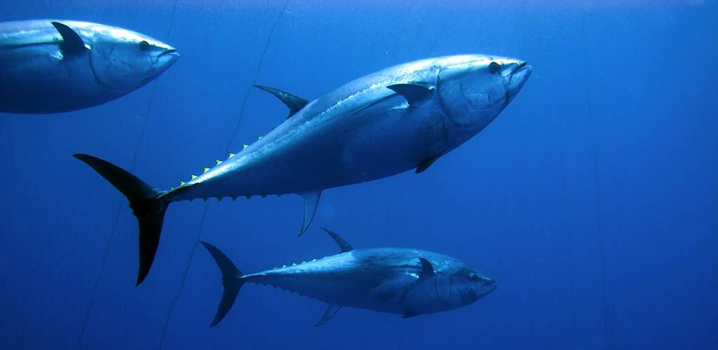 Тунец рыба. образ жизни и среда обитания тунца