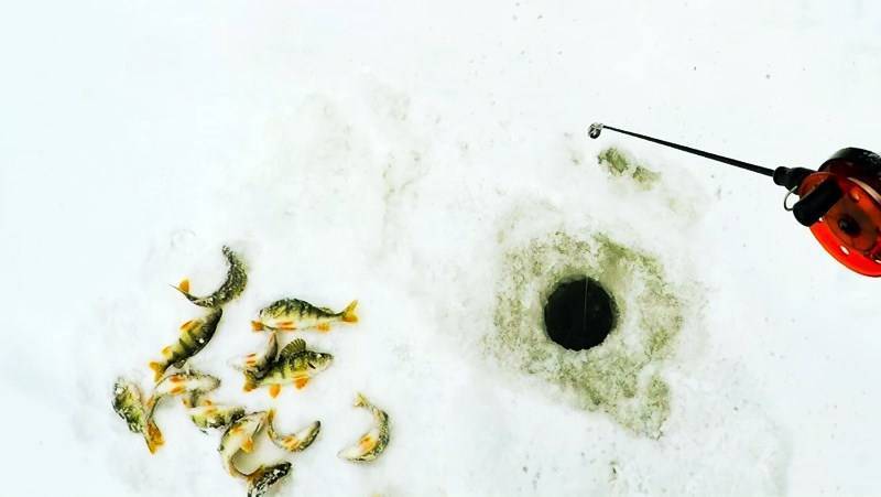 Как ловить окуня на блесну зимой: техника блесенения, самые уловистые приманки