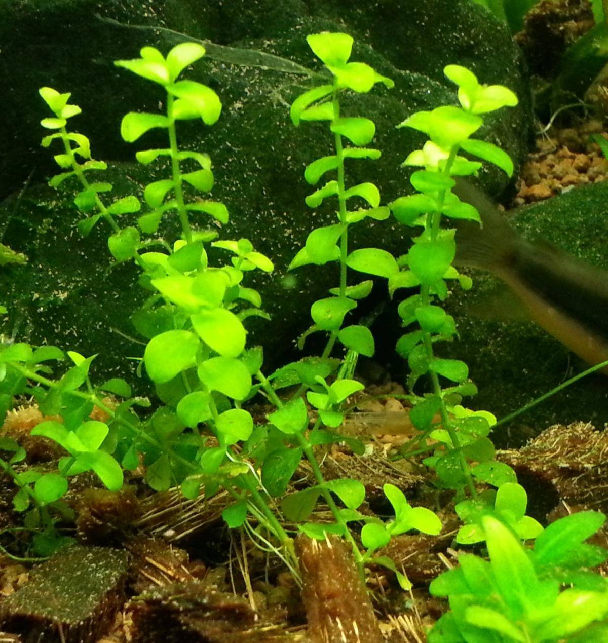 Растения для аквариума: запуск аквариума с растениями, виды, фото