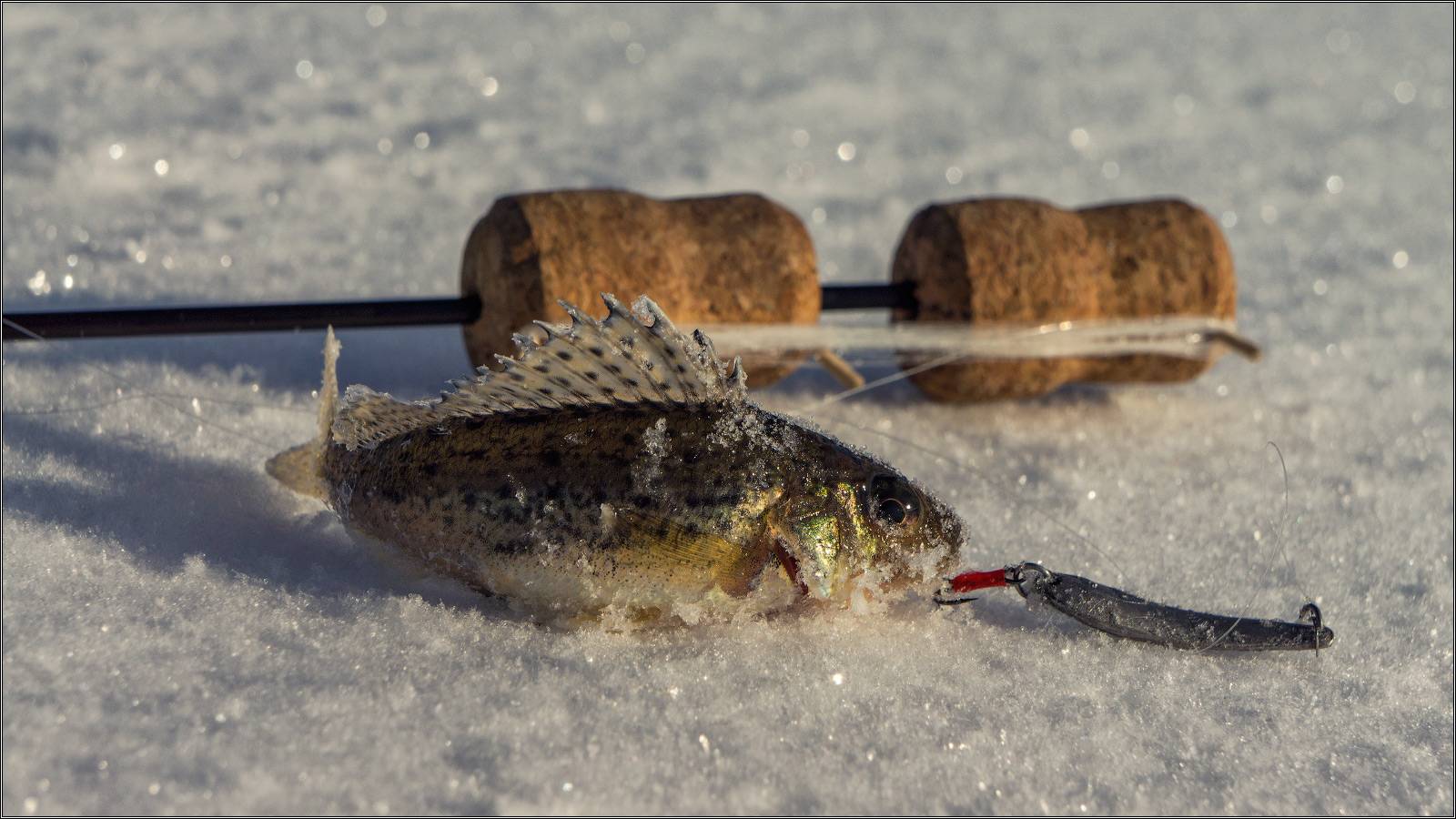 Всё о рыбалке в беларуси: гид по рыбной ловле 2019 - visit belarus