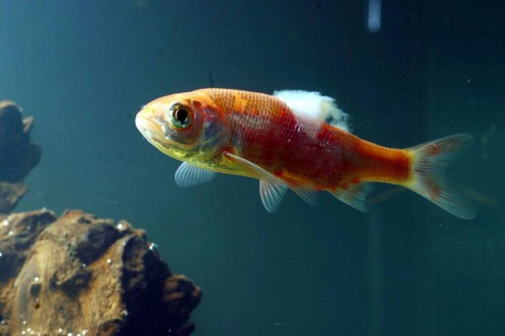 У аквариумной рыбки вздулся живот: причина и что делать? | аквариумные рыбки