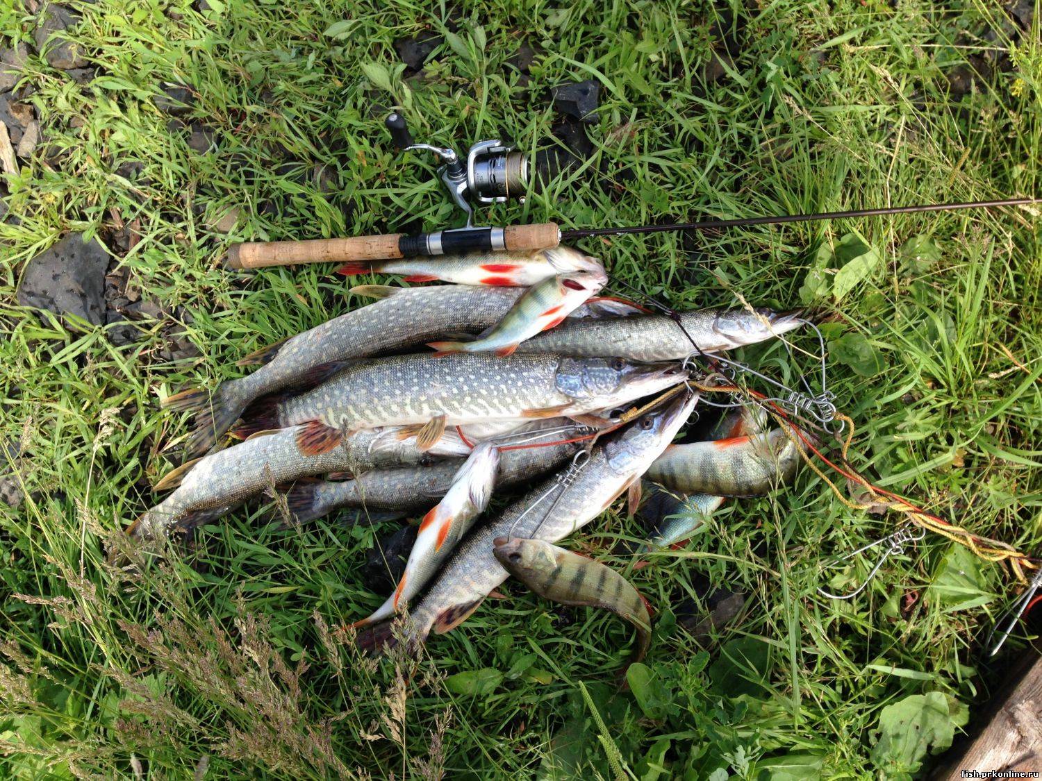 Рыбалка в ярославской области