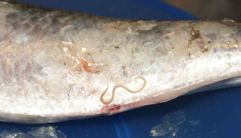 Самые опасные паразиты в морской и речной рыбе