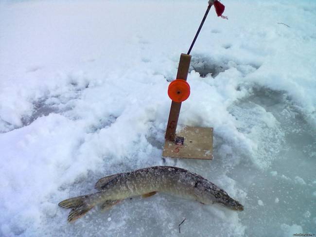 Ловля щуки на жерлицы зимой - читайте на сatcher.fish