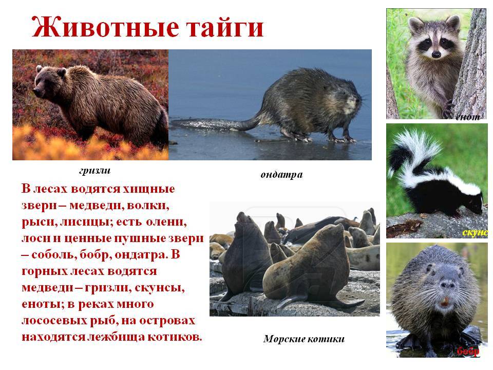 Как выглядит тайга - природная зона россии: какие есть животные, интересные факты | tvercult.ru