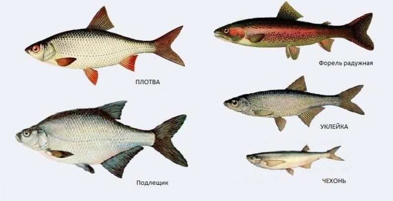 Пресноводные рыбы россии