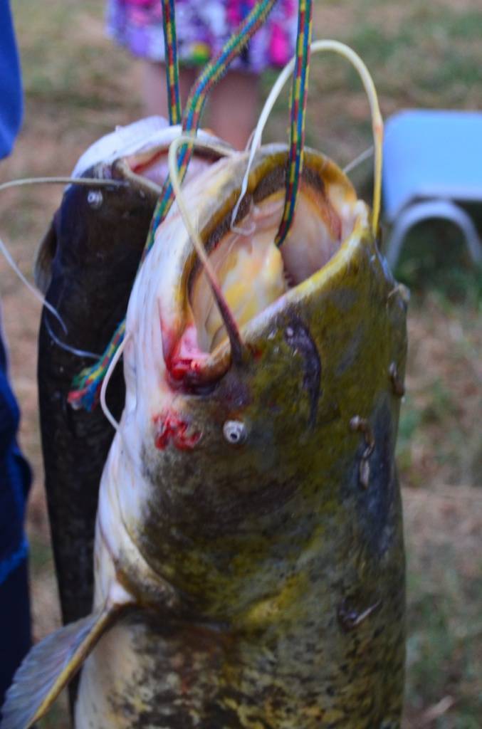 Ловля сома — особенности рыбалки - fishingwiki