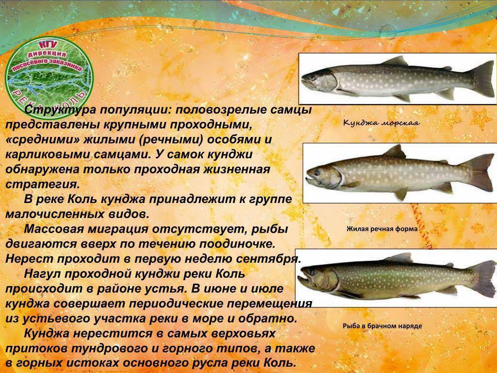 Кунджа (рыба): полезные свойства, лучшие рецепты