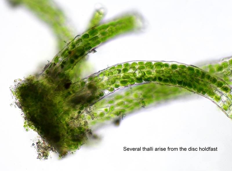 Нитчатка – зеленые водоросли