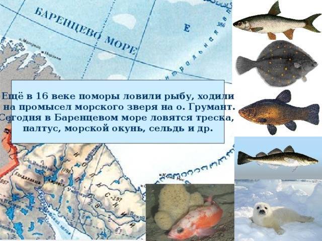 Рыба палтус — описание, ловля и рецепты блюд