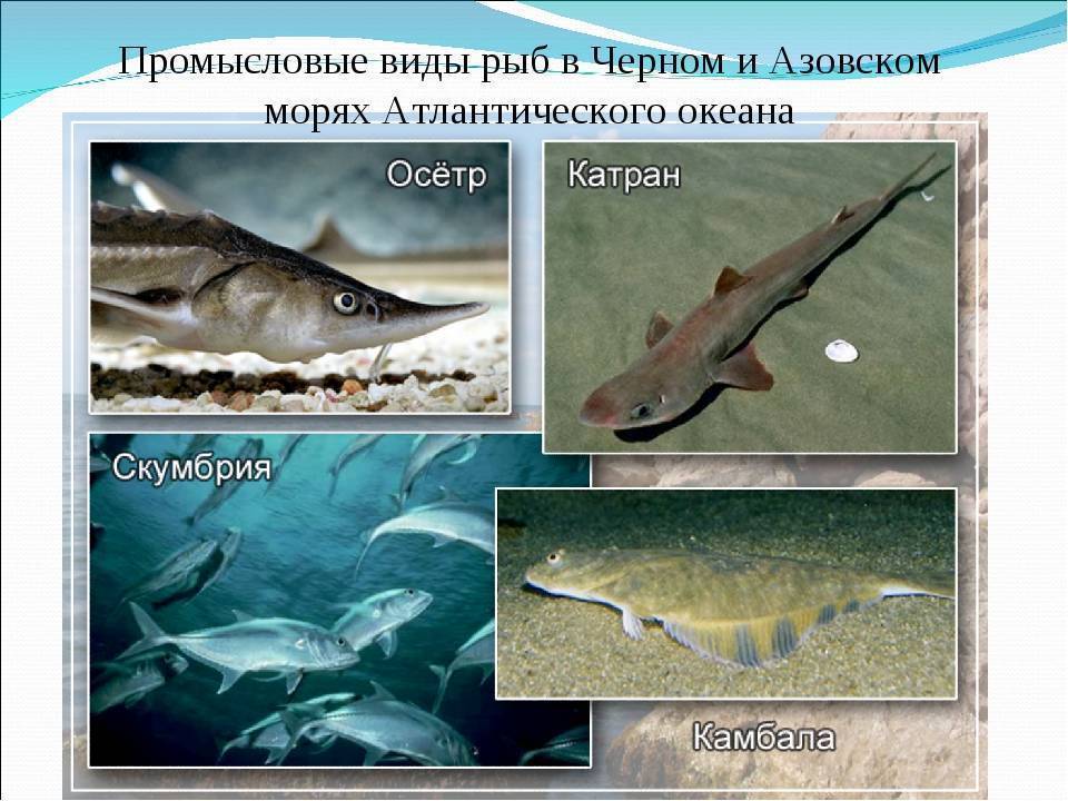 Азовское море какая рыба водится