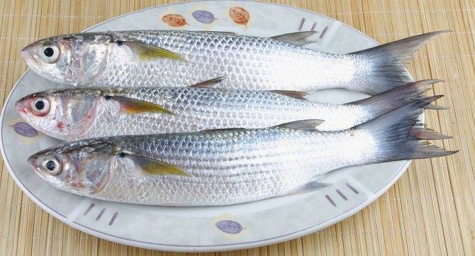 Черноморская кефаль: виды промысловой рыбы, ее образ жизни и полезные свойства; рецепты блюд из кефали