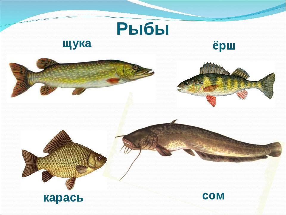 Рыба локо в армении