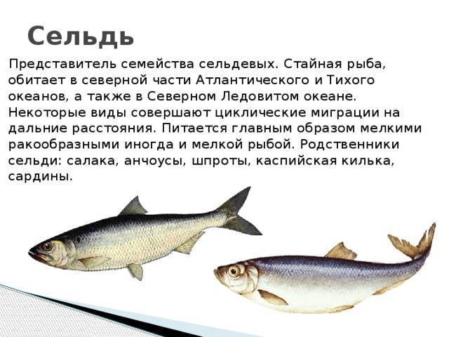 Рыбы тресковых пород: перечень названий, места обитания, список видов, фото