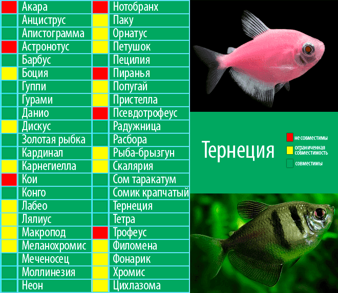 Таблица совместимости 44 аквариумных рыбок