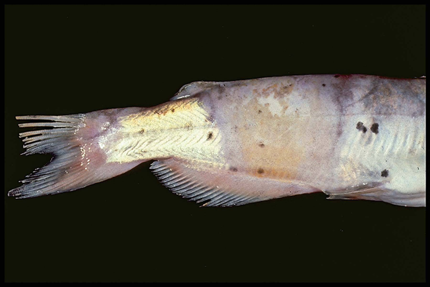 Лечение манки (ихтиофтириоз, белые точки, ихтик) у аквариумных рыбок в общем аквариуме, симптомы, лекарство