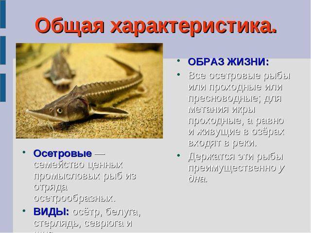 Рыбы семейства вьюновые: внешний вид, поведенческие характеристики, использование в кулинарии