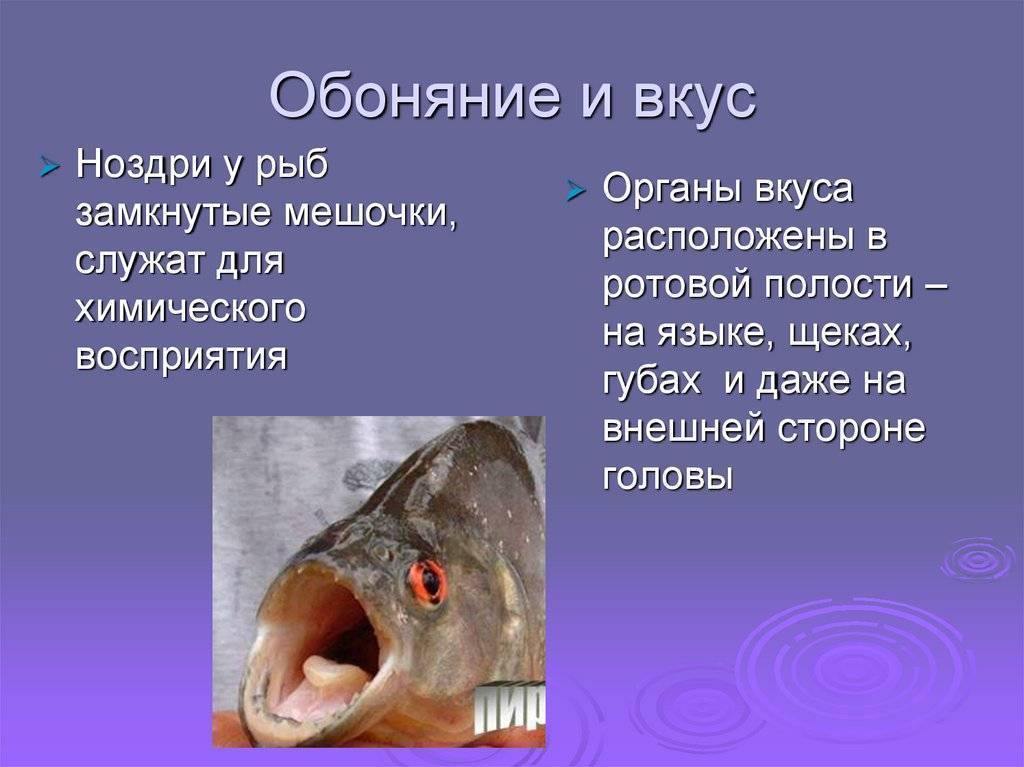 Какой слух у рыб? и Как работает у рыб орган слуха?