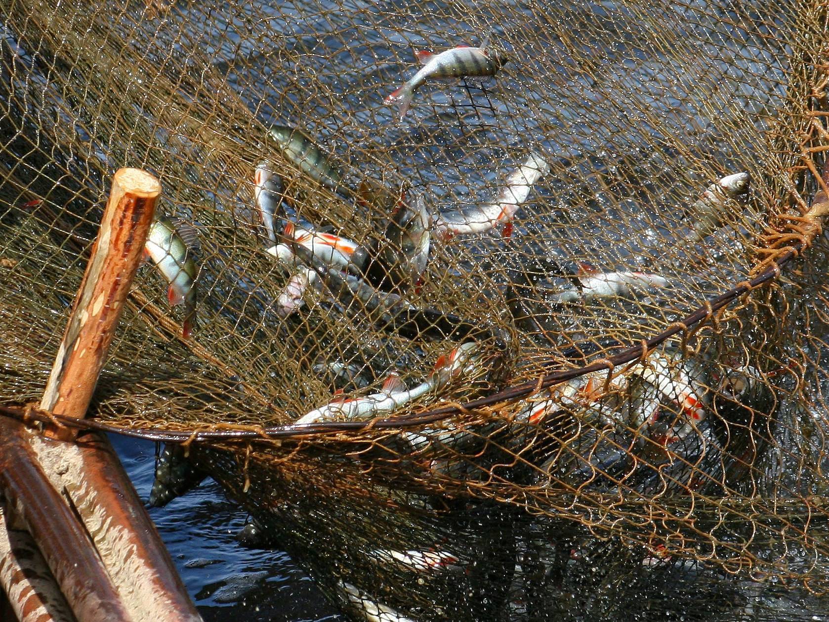 Можно рыбачить сетями. Сеть для рыбалки. Сети для рыболовства. Сетка для рыбы.