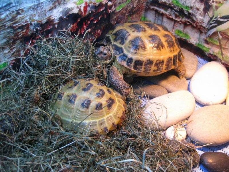 Купание и мытье черепах - черепахи.ру - все о черепахах и для черепах