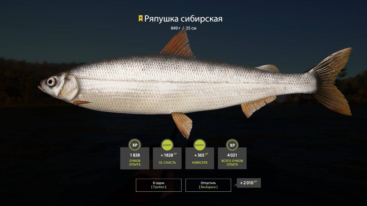Рыба «ряпушка сибирская» фото и описание