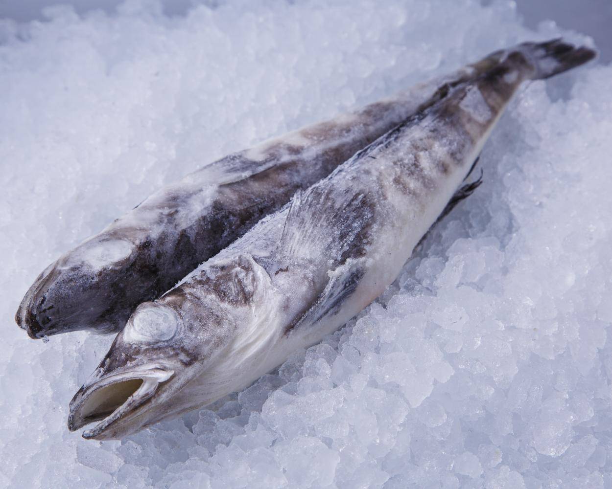 Ледяная рыба: польза и вред, рецепты приготовления на сковороде или духовке с фото