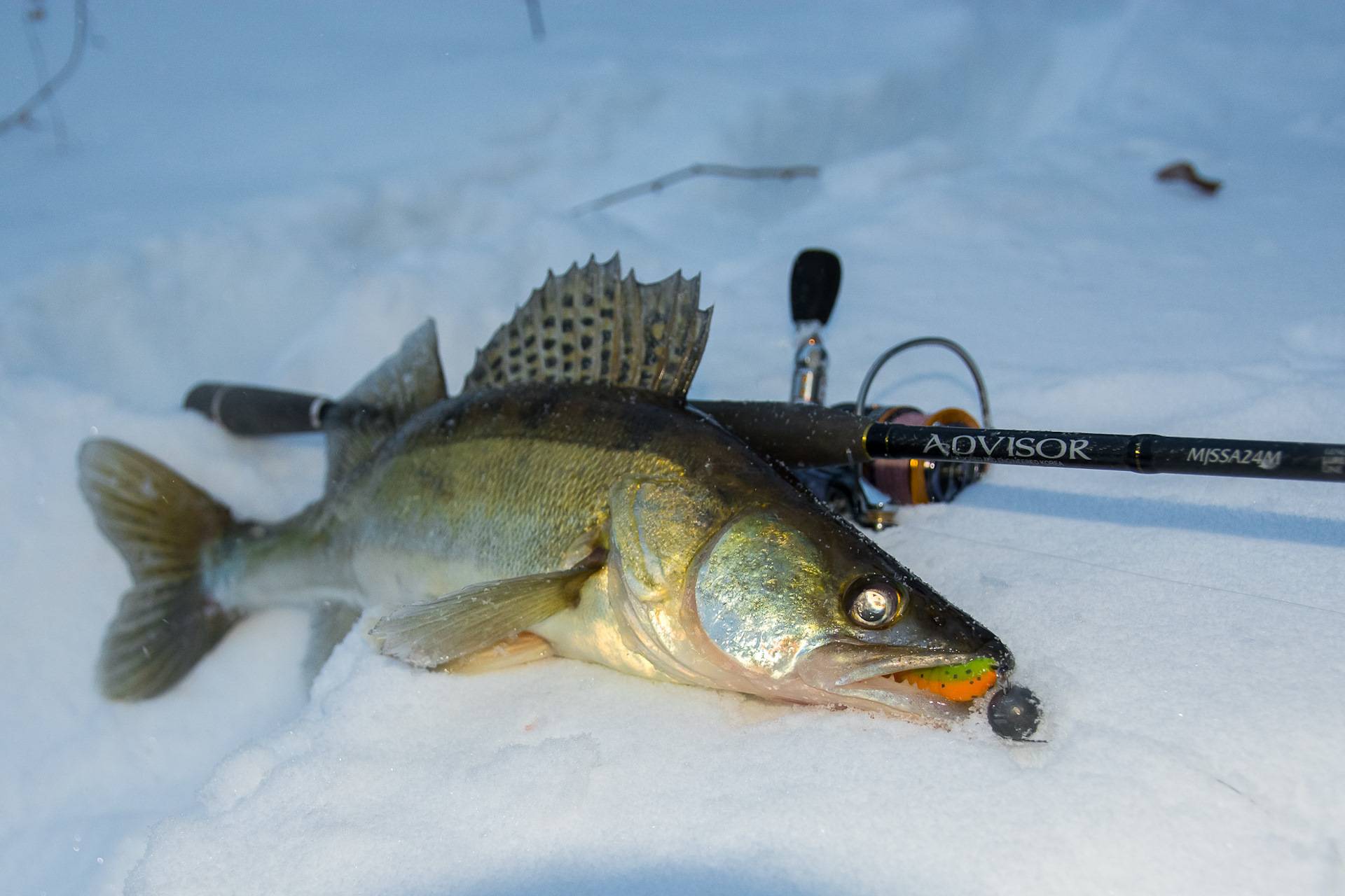 Ловля судака зимой на ратлин: зимняя рыбалка со льда, видео и топ лучших раттлин