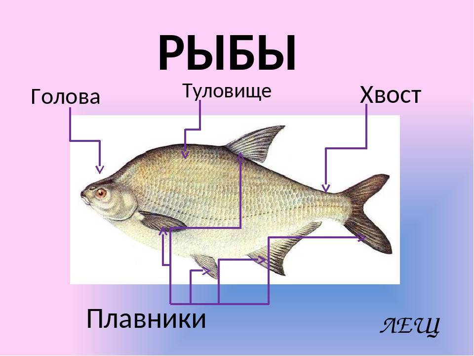 Особенности рыб 3 класс