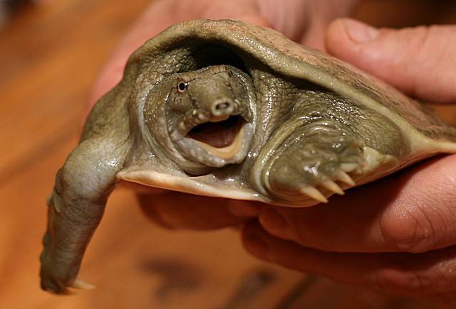 Все о дальневосточной черепахе трионикс: что ест, как содержать в домашних условиях